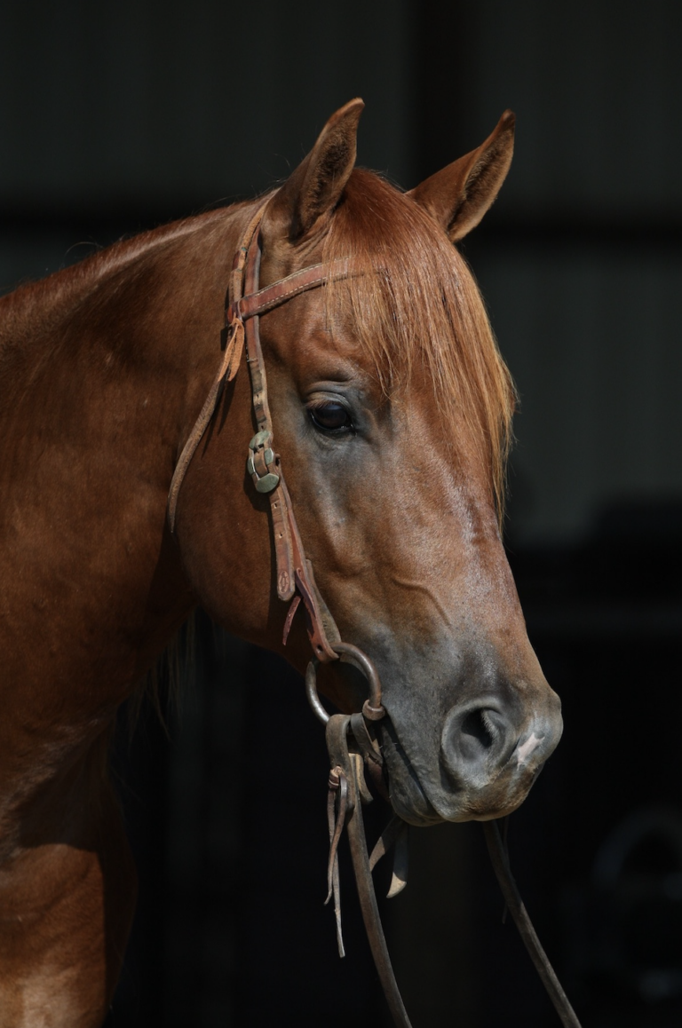 2023-Breeders-Guide-Seven-S-Big-Valley-ad