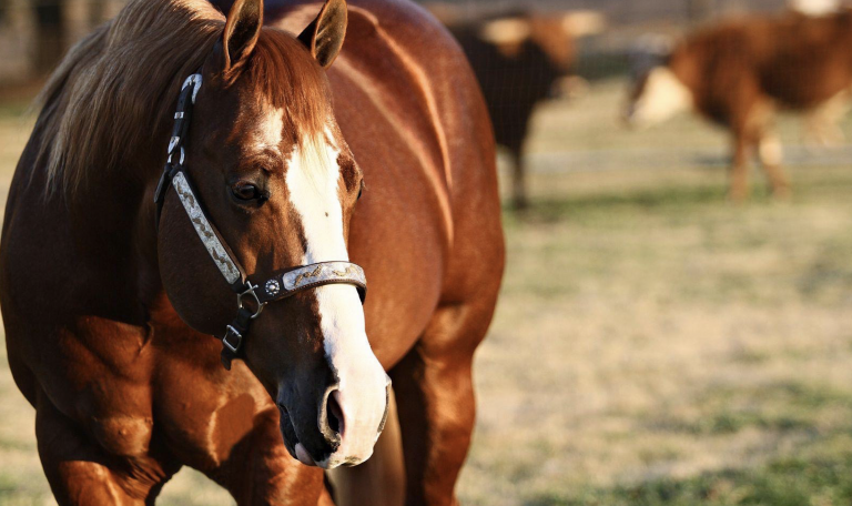 2023 breeders guide olena oak feature image