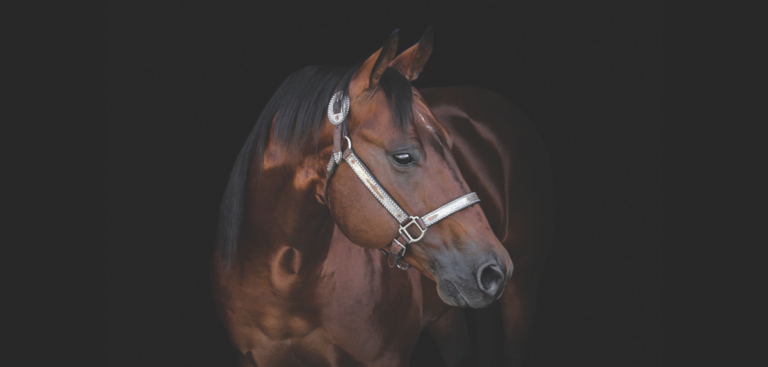 2023 breeders guide cielo shine _ photo Bobby Lewis