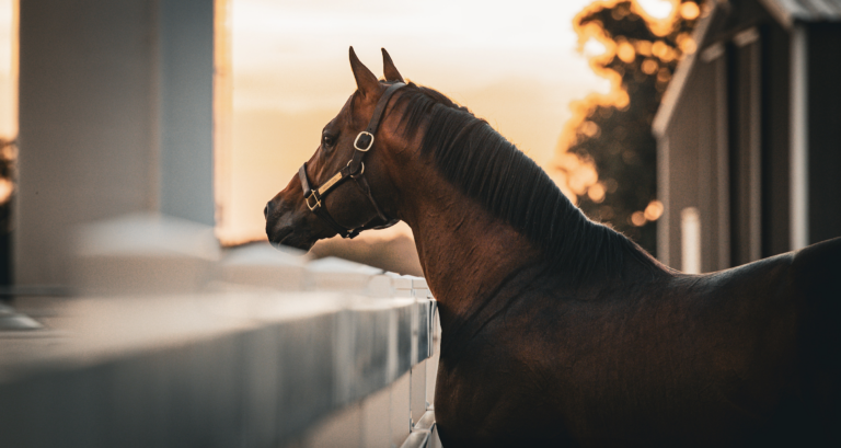 Lazy E Ranch horse editorial photo for 2023 Breeders Guide