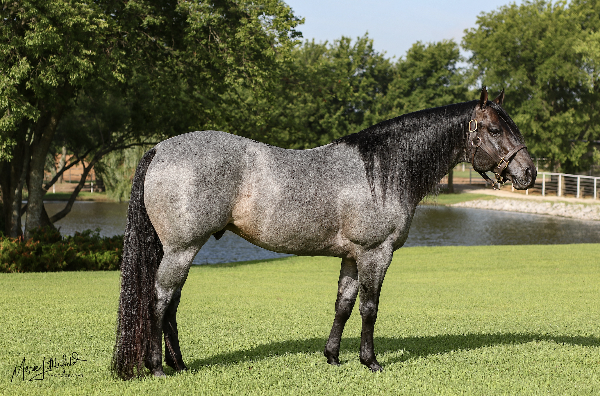 stallion A Dash Ta Streak standing in conformation pose on green grass