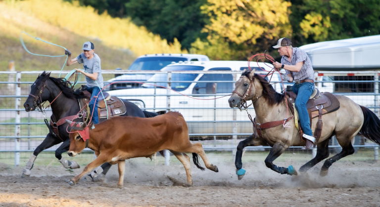 Two young boys rope a calf in an arena while riding Sellers Ranch horses.
