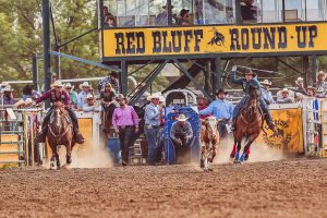 Andrew Ward and Buddy Hawkins running toward their steer in the short round at the 2023 Red Bluff Round-Up.