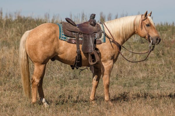 Palomino Rope Horse