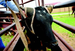Steer sitting in the chute getting the horn wrap taken off.