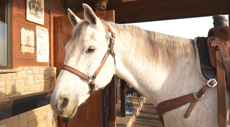 Profile view of Tanner Tomlinson's gray head horse, Freightliner.