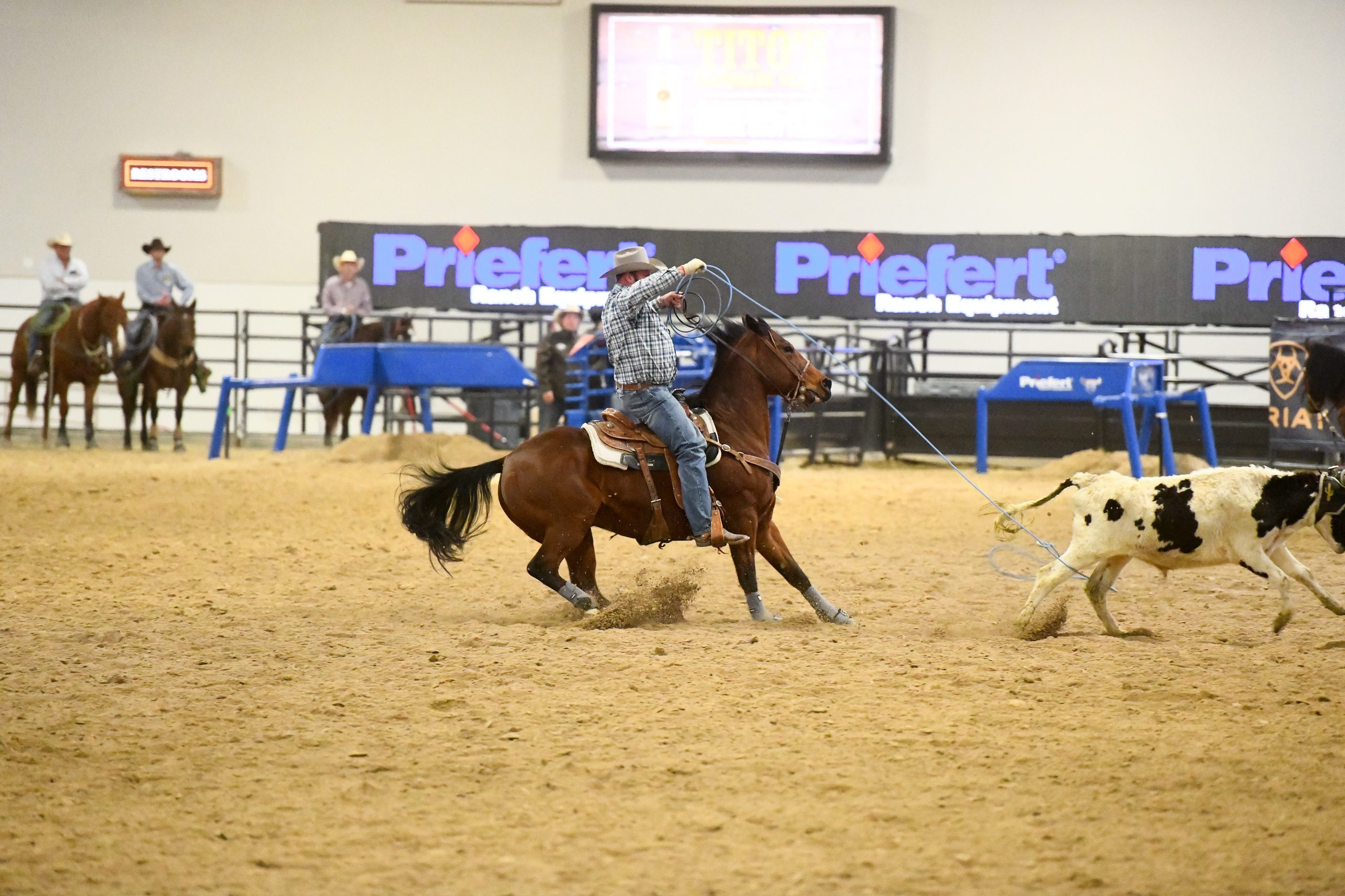 Steve Purcella heeling a steer at the 2018 Priefert #14 World Series of Team Roping Finale