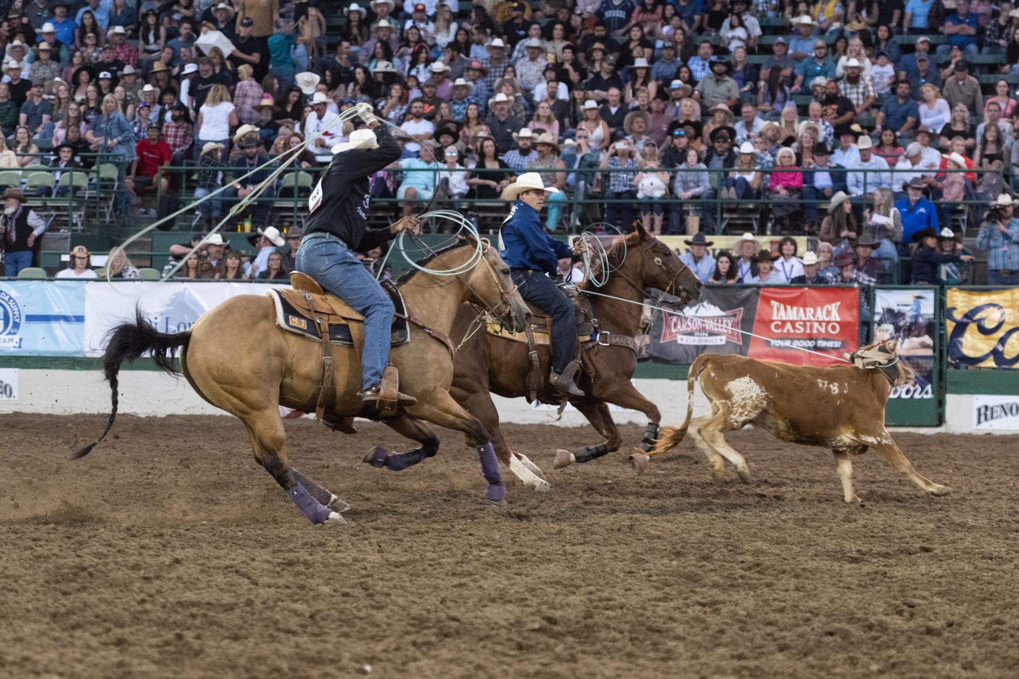 Kaleb Driggers and Junior Nogueira roping their steer in the short round at the 2023 Reno Rodeo.