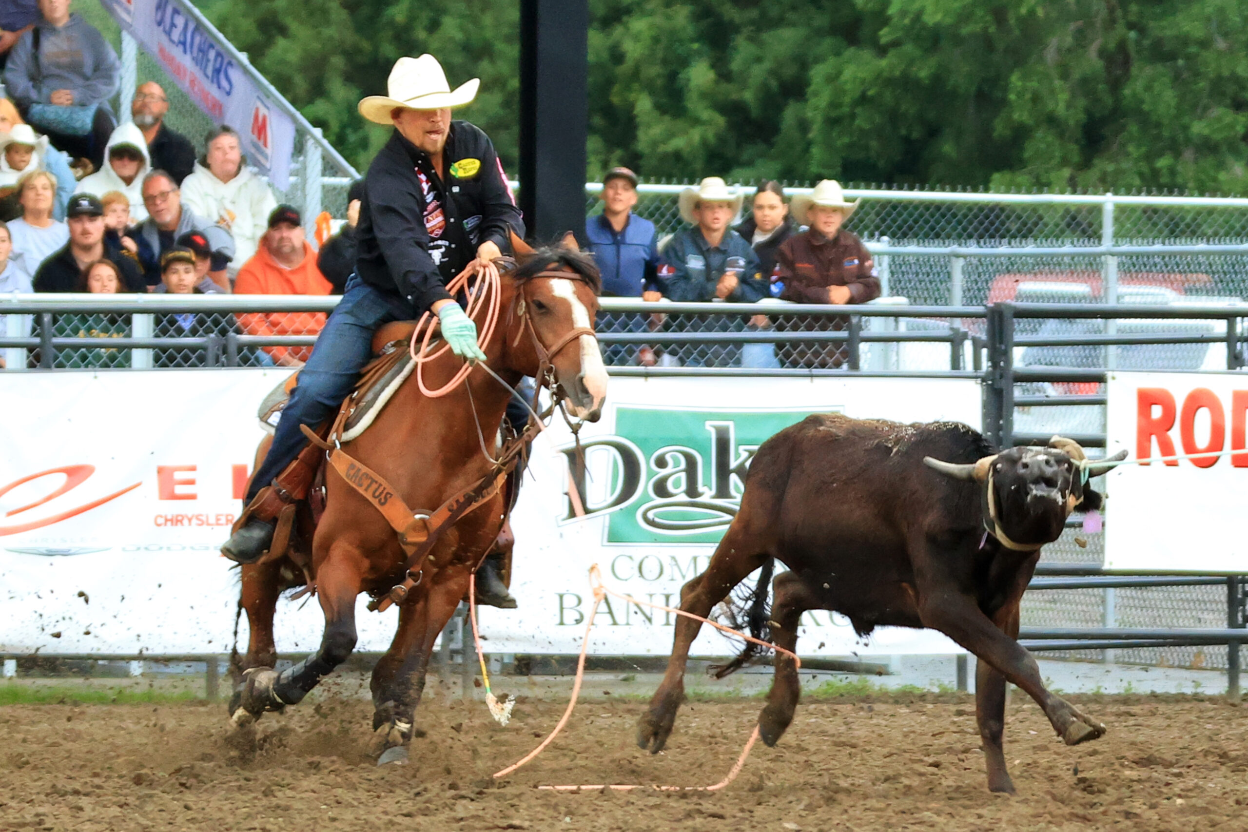 Levi Lord heeling a steer to win Mandan, North Dakota, in 2023.