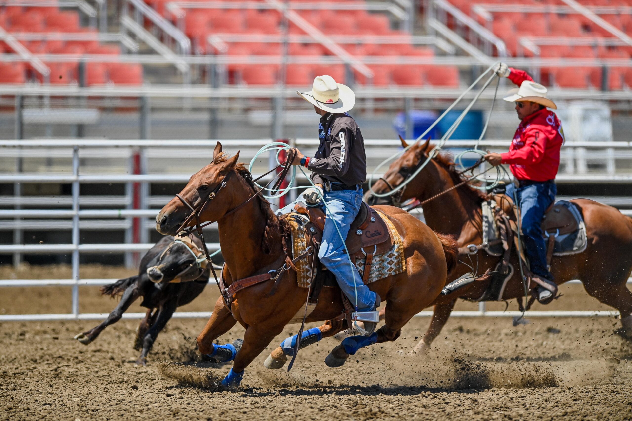 Coy Rahlmann spinning a steer for Jonathan Torres at the 2023 California Rodeo Salinas.