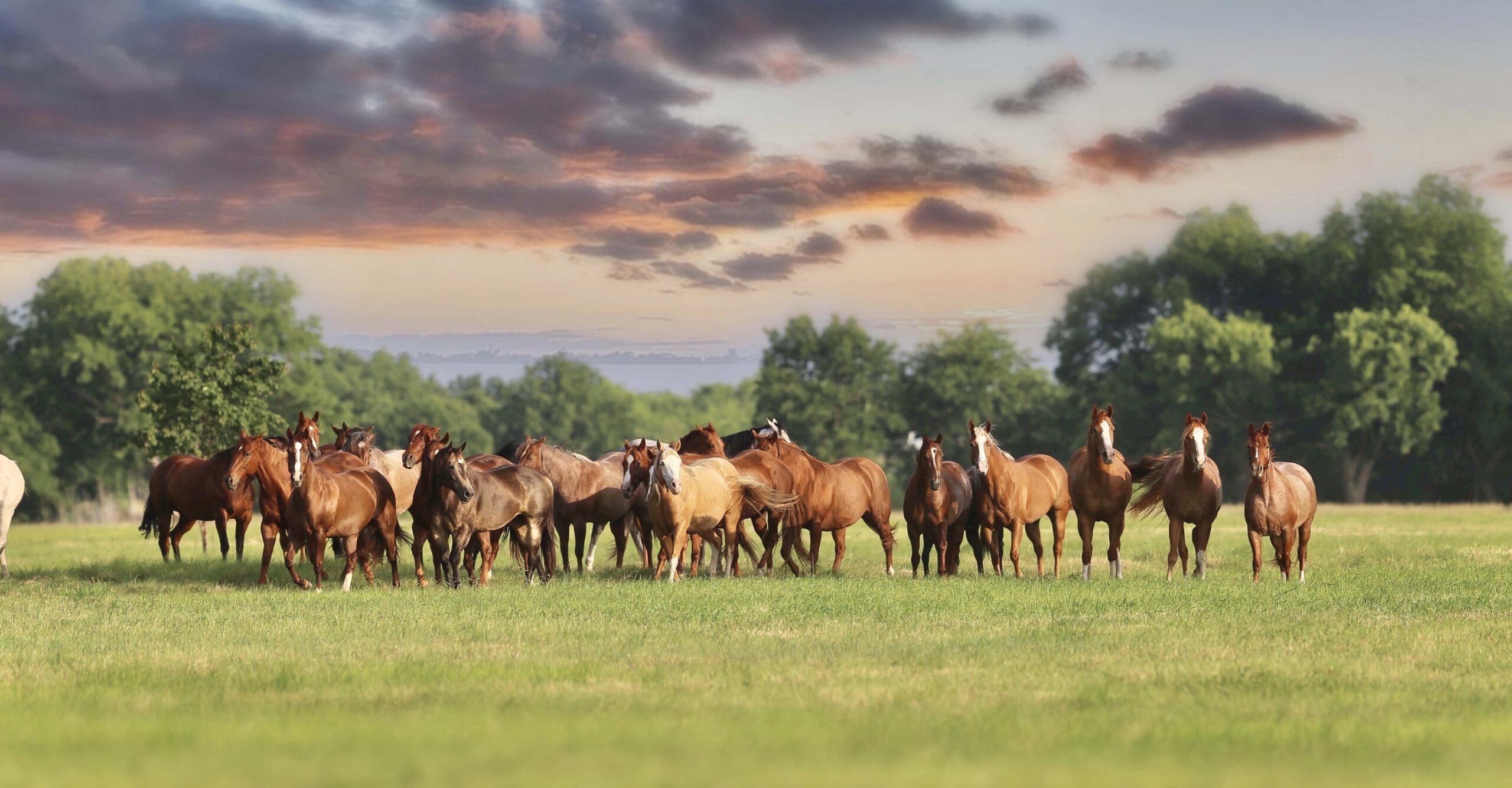 A herd of horses in a grassy pasture.