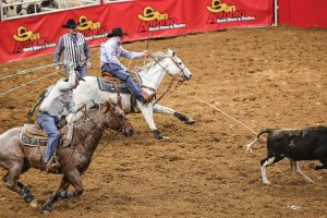 Team roper Justin Davis heeling on his red roan horse Pocket.