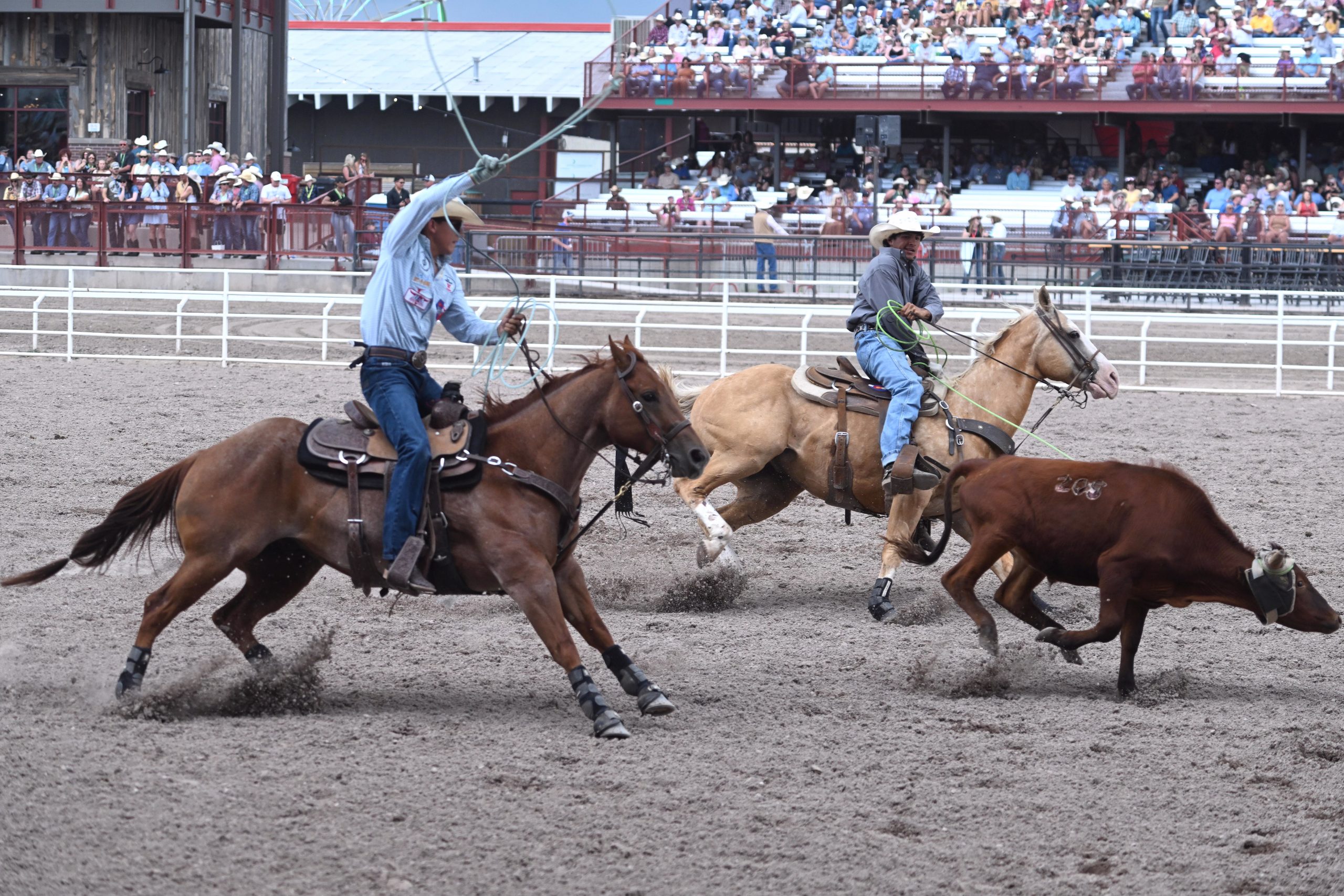 Edgar Aguilar and Edgar Villegas roping a steer at the 2023 Cheyenne Frontier Days.