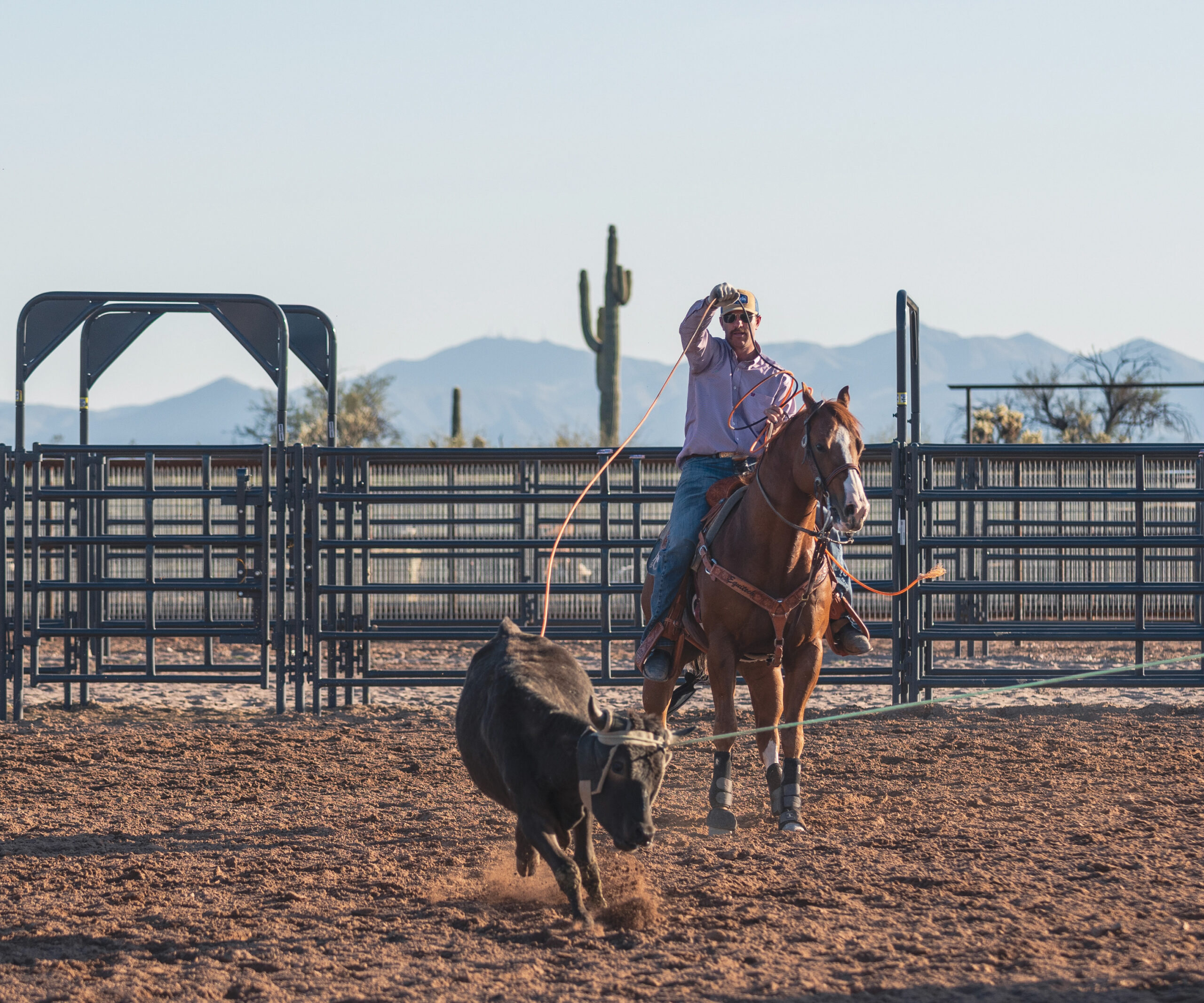 Rhen Richard heeling in outdoor arena with cactus and mountains in the background.