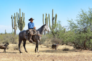 Derrick Begay riding a gray horse in front of cactus in Arizona