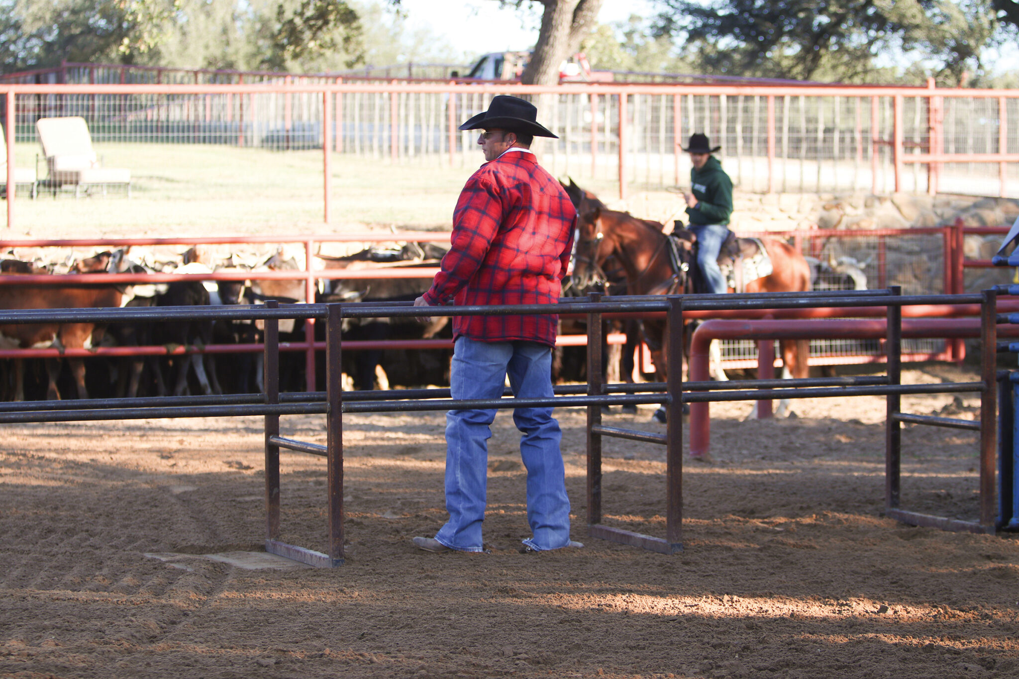 Roping Muleys to Build Confidence in Young Rope Horses