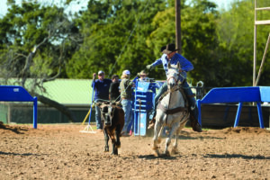 Mike Hall pulls the slack on his steer at a roping clinic.