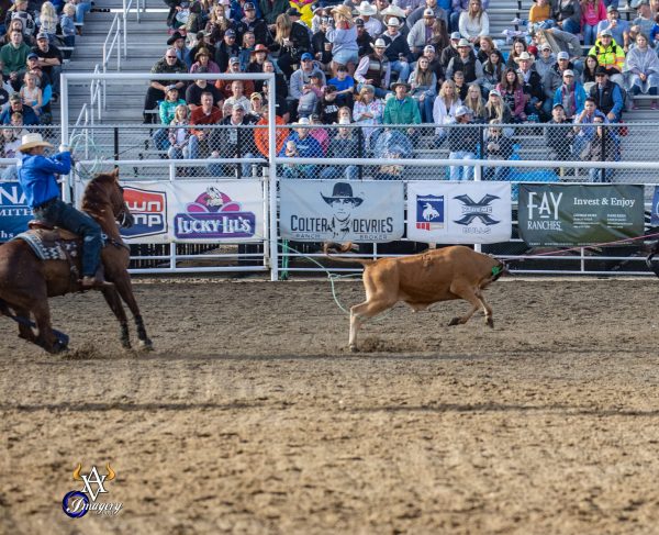 Cole Curry heeling a steer in Spanish Fork, Utah.