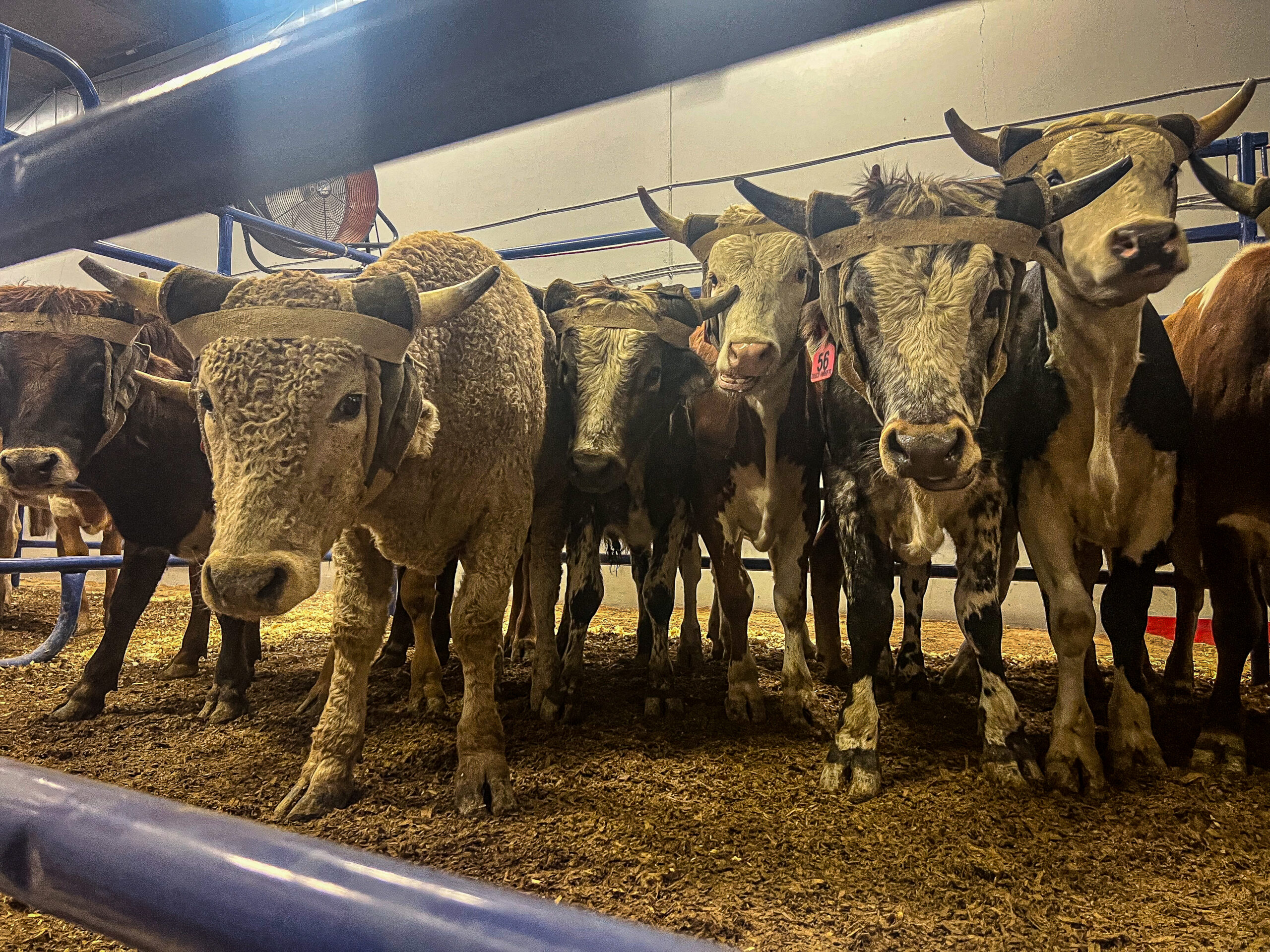 NFR Roping Steers