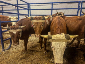 NFR team Roping Steers
