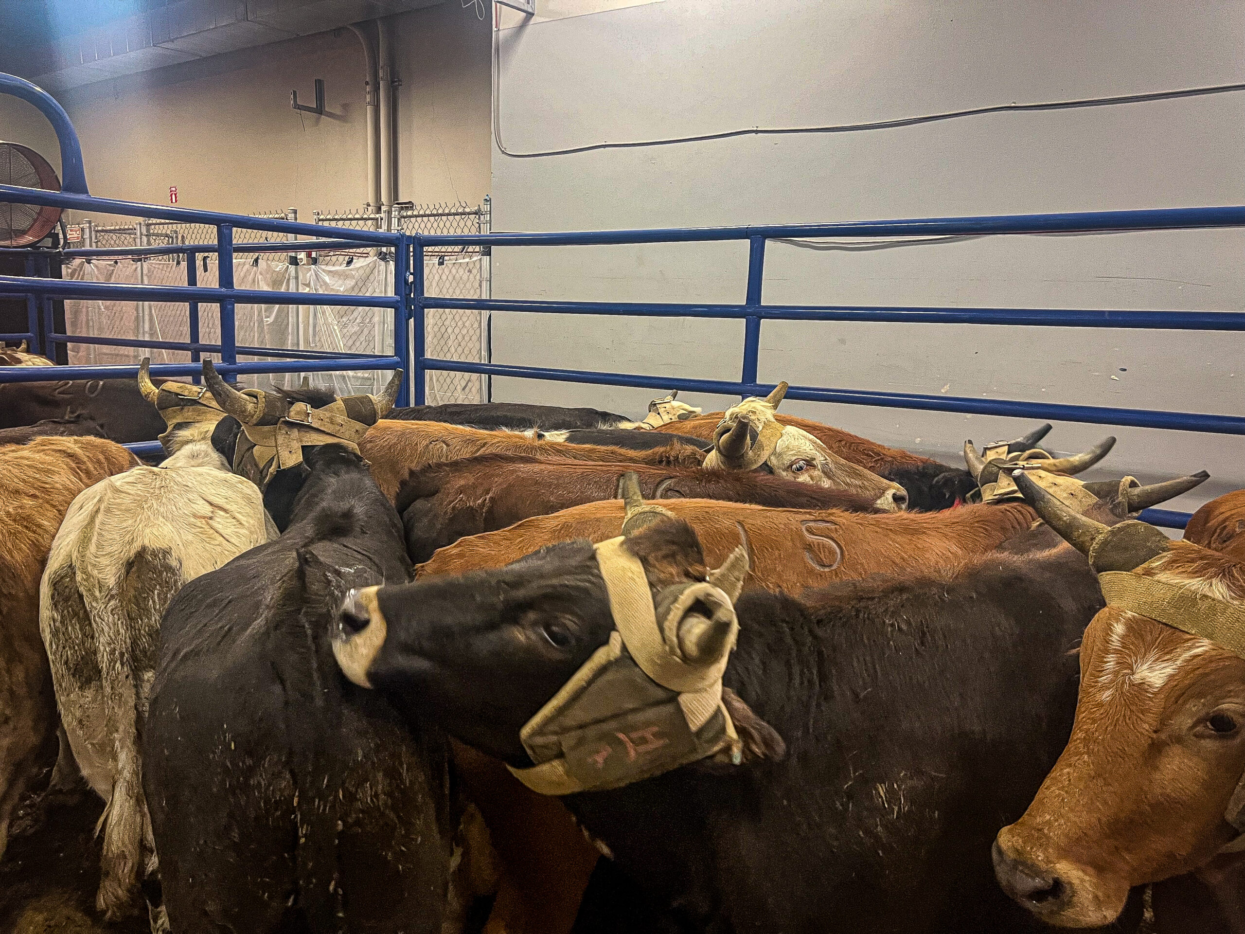 NFR team roping steers