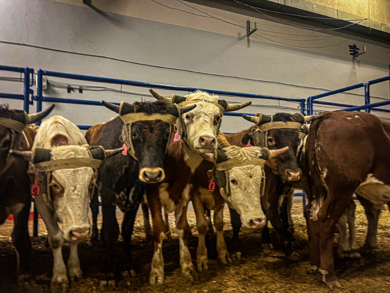 Round 2 Roping Steers