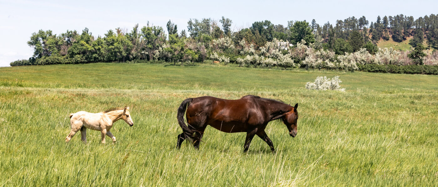 A mare and foal walk through a green pasture