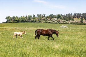 A mare and foal walk through a green pasture