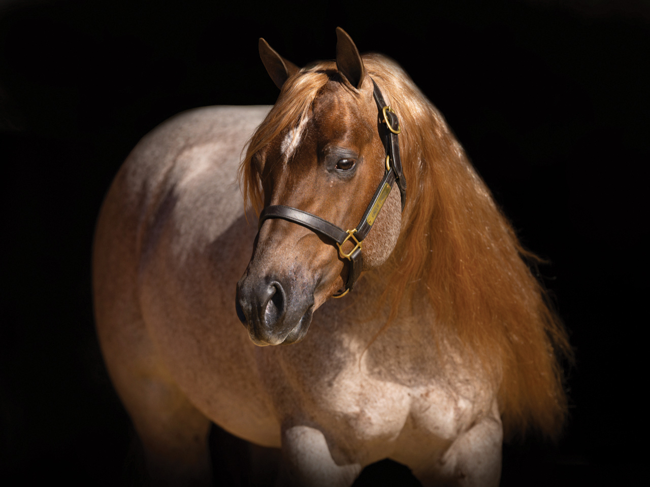 Rope Horse Breeder's Guide Program: Pitzer Ranch