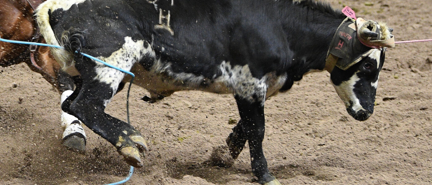 NFR Team Roping Steer