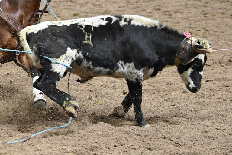 NFR Team Roping Steer