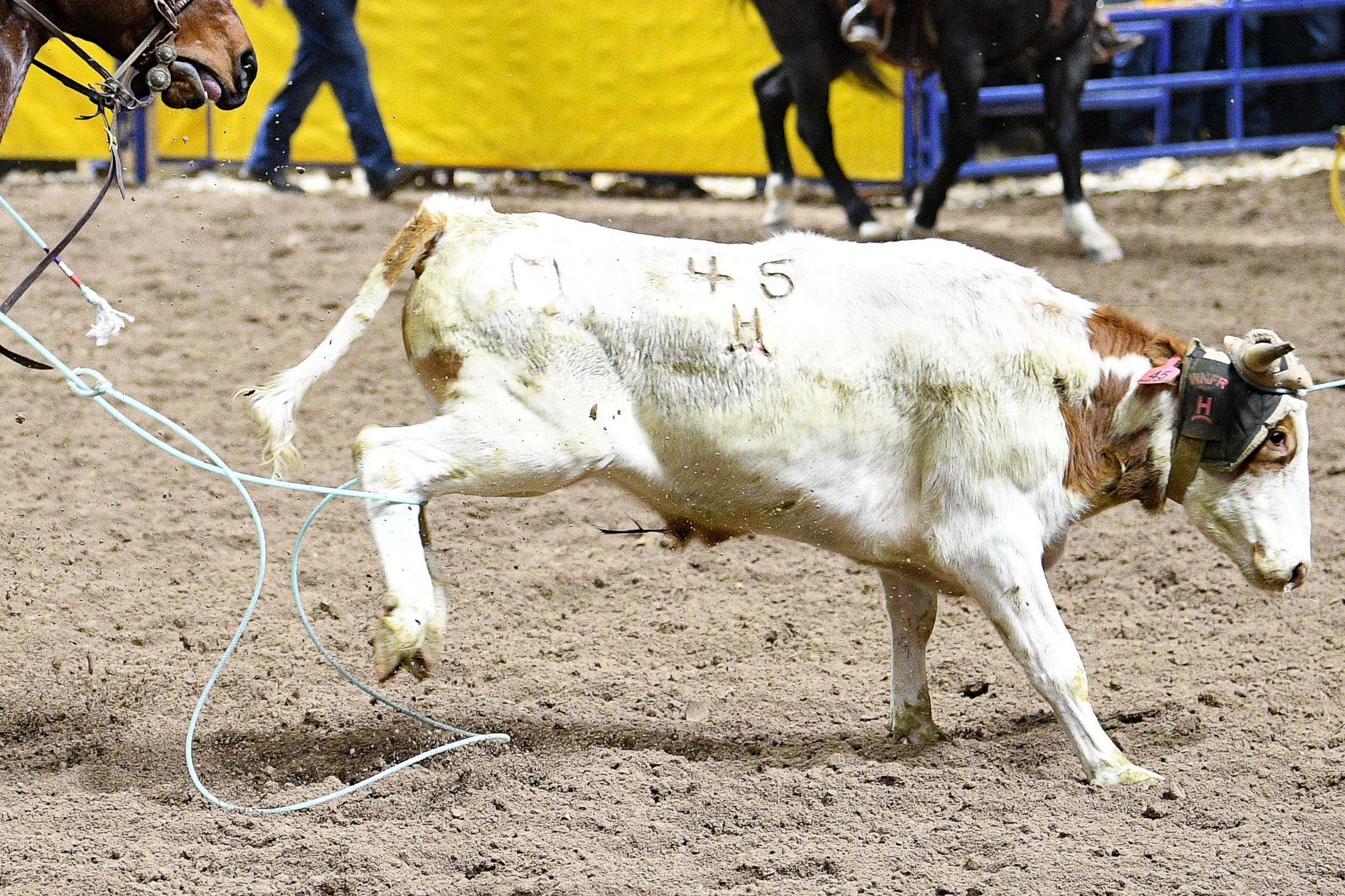 Roping Steer NFR