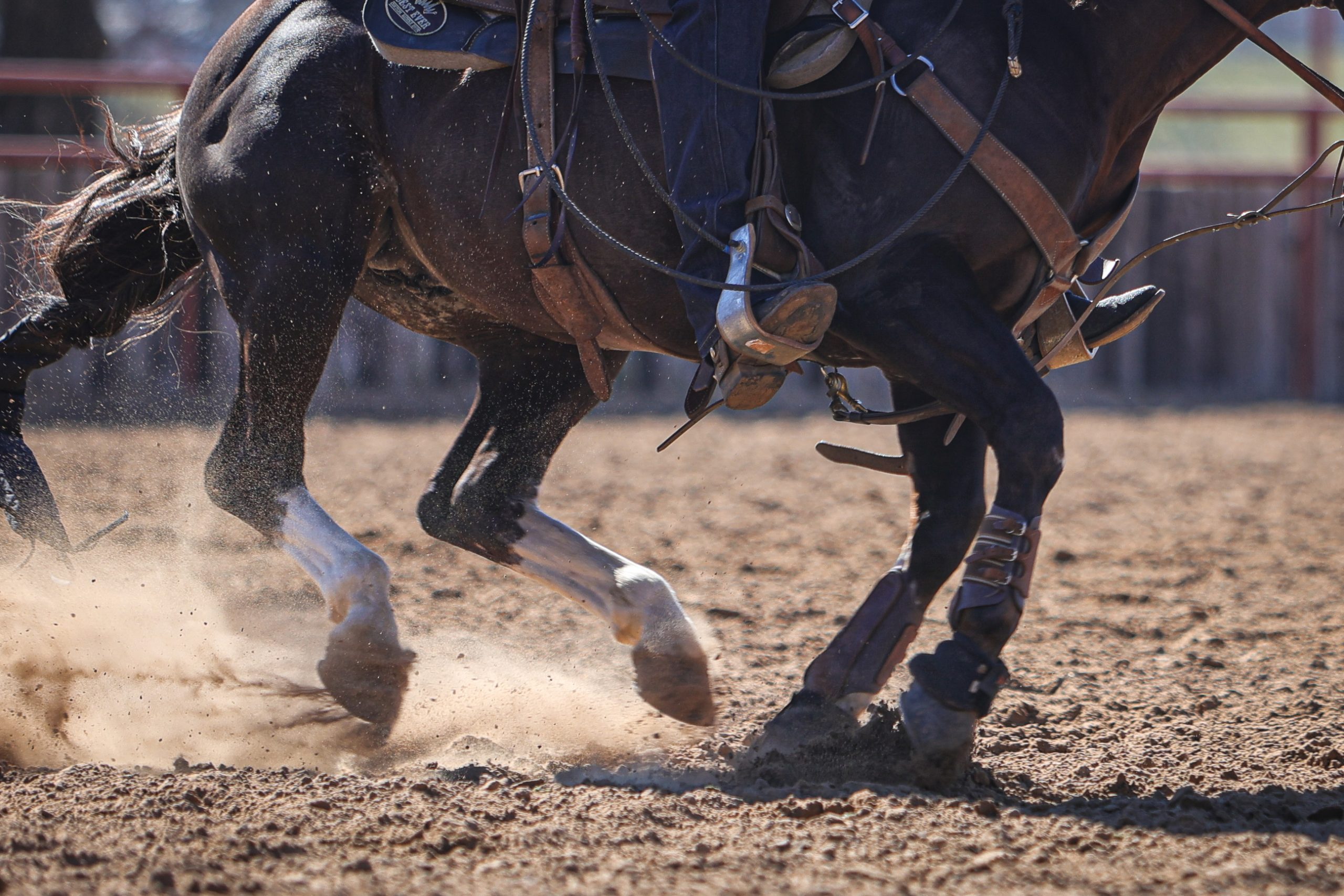 closeup of horse legs