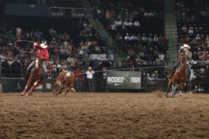 Riley Kittle turning a steer for Jace Helton in Progressive Round 1 of 2024 WCRA Rodeo Corpus Christi.