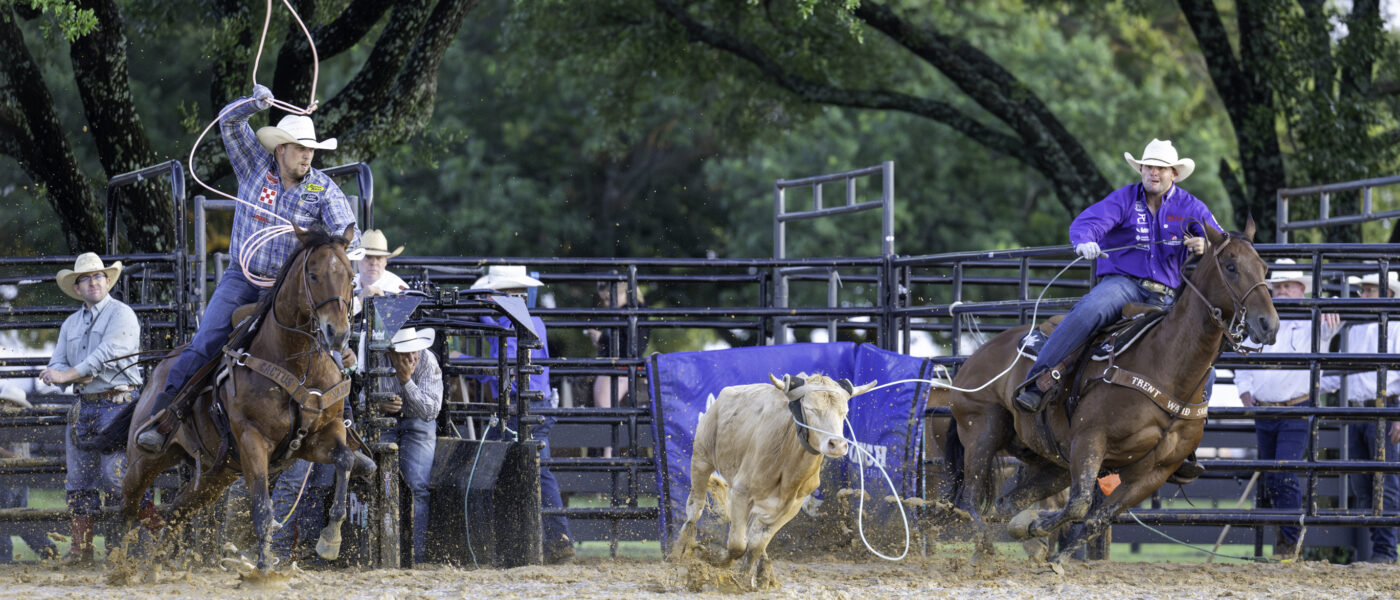 Dustin Egusquiza heading a steer for Levi Lord to win Rodeo Celina in 2024.