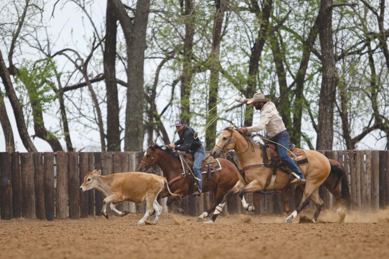 July_24_PracticeCattle_TRJ_6427