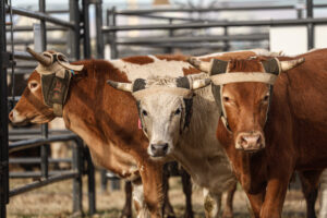 NFR Cattle
