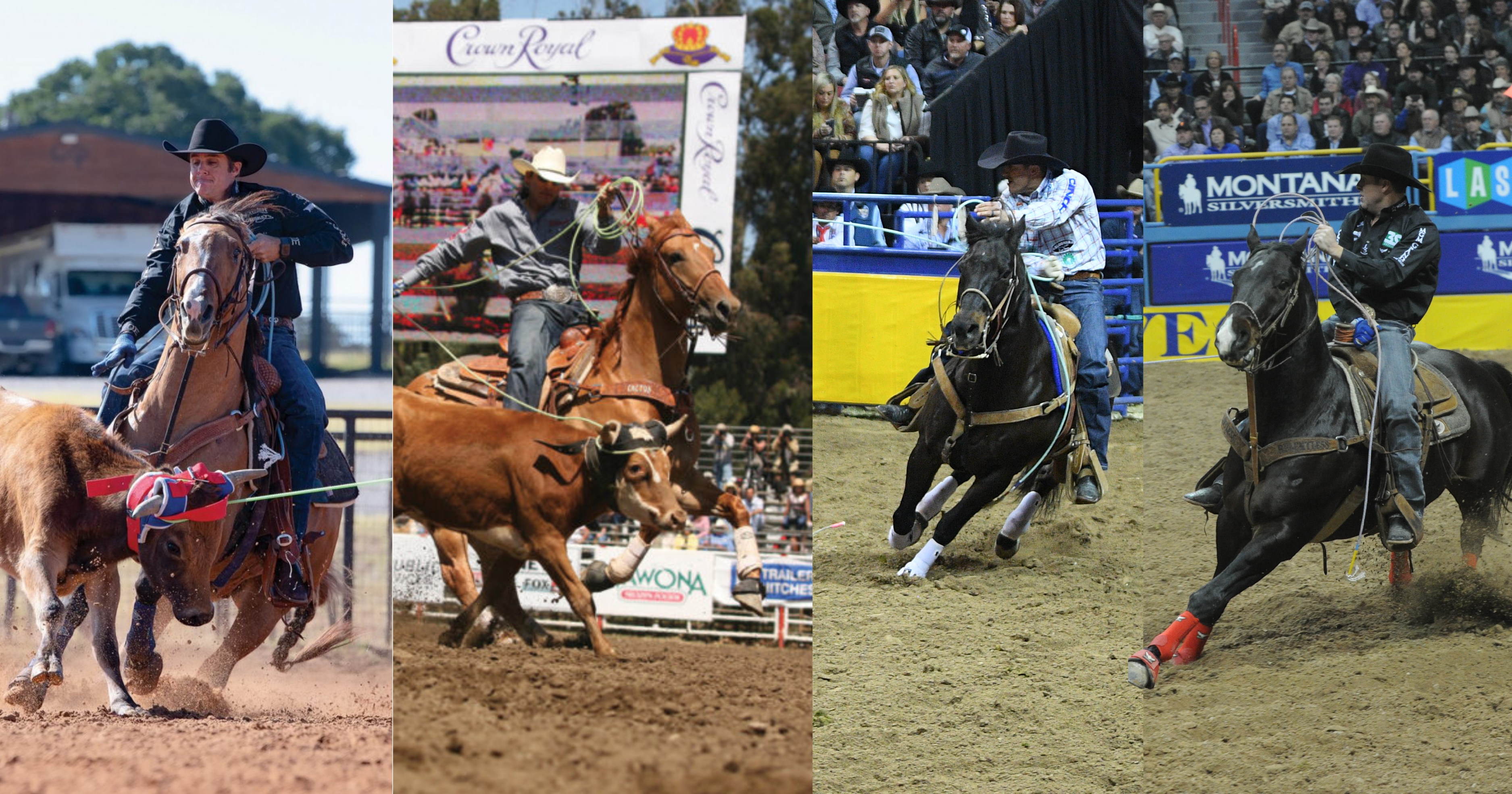 Senior team roping horses