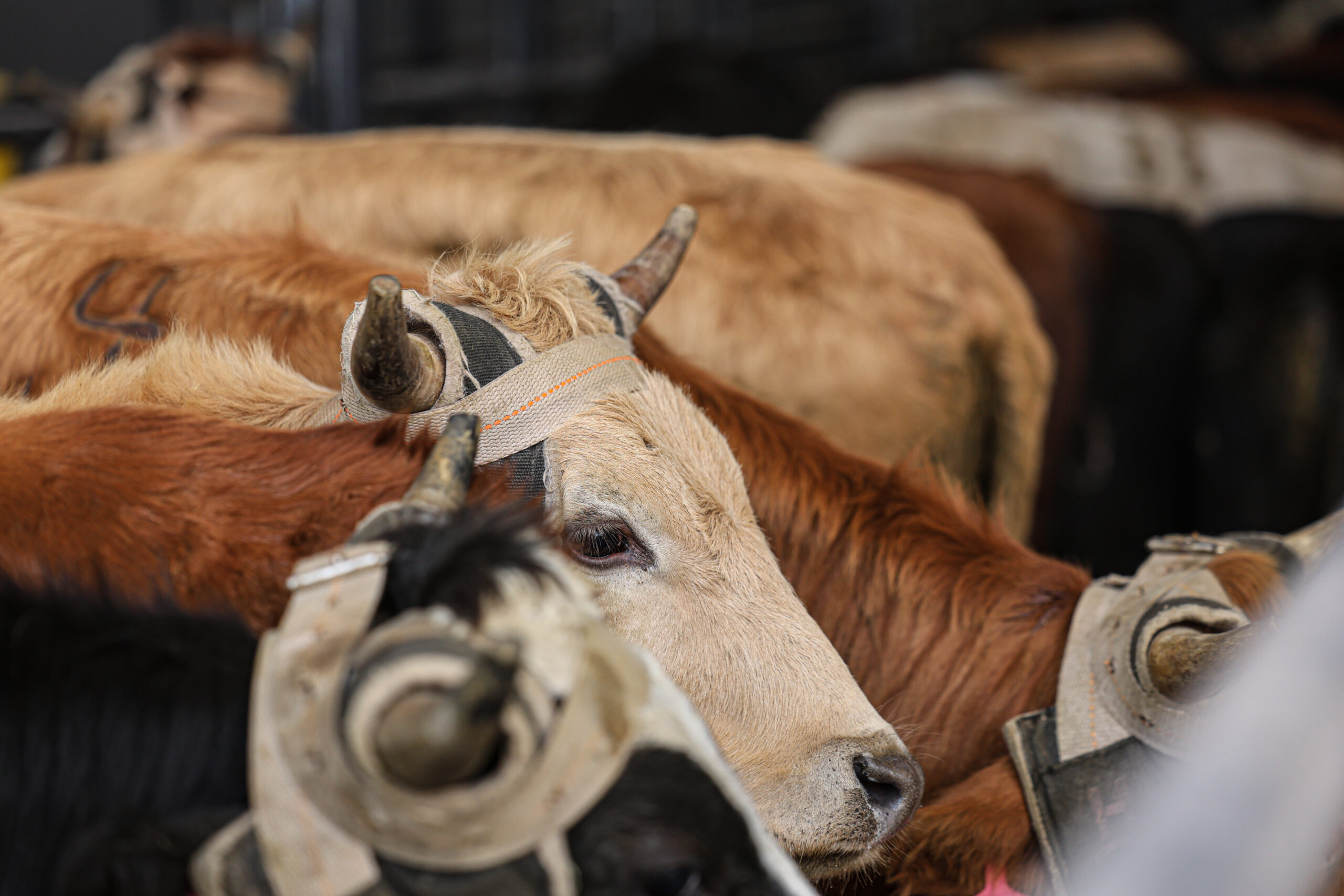 NFR Steers