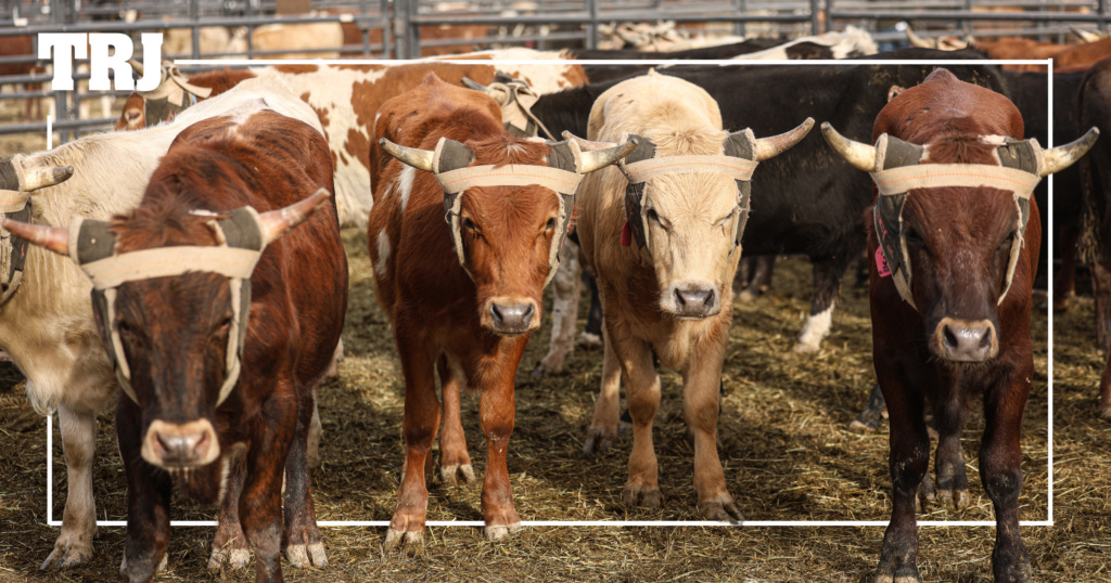 2024 NFR Team Roping's Round 2 Steer Report