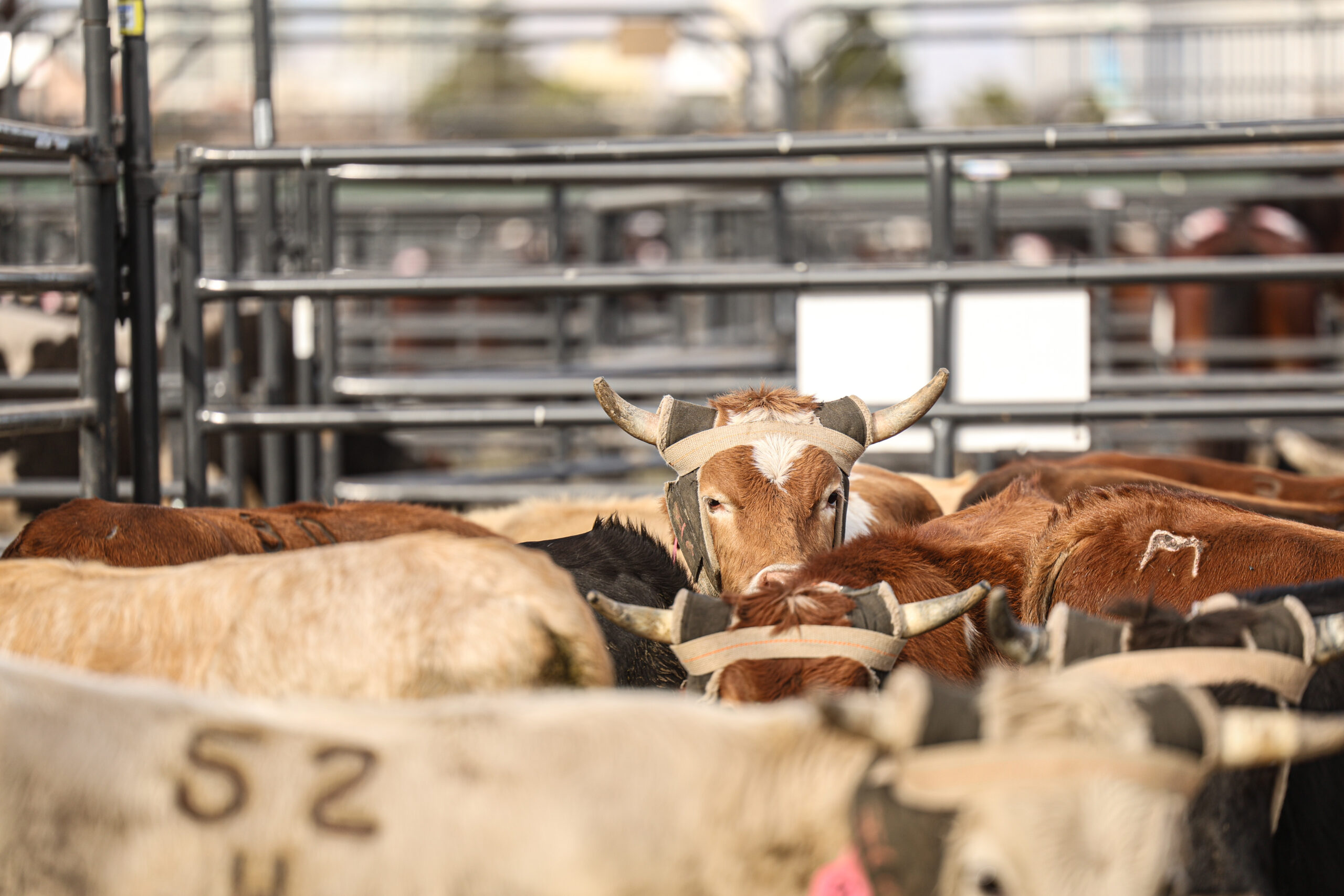 2024 NFR Team Roping’s Round 3 Steer Report