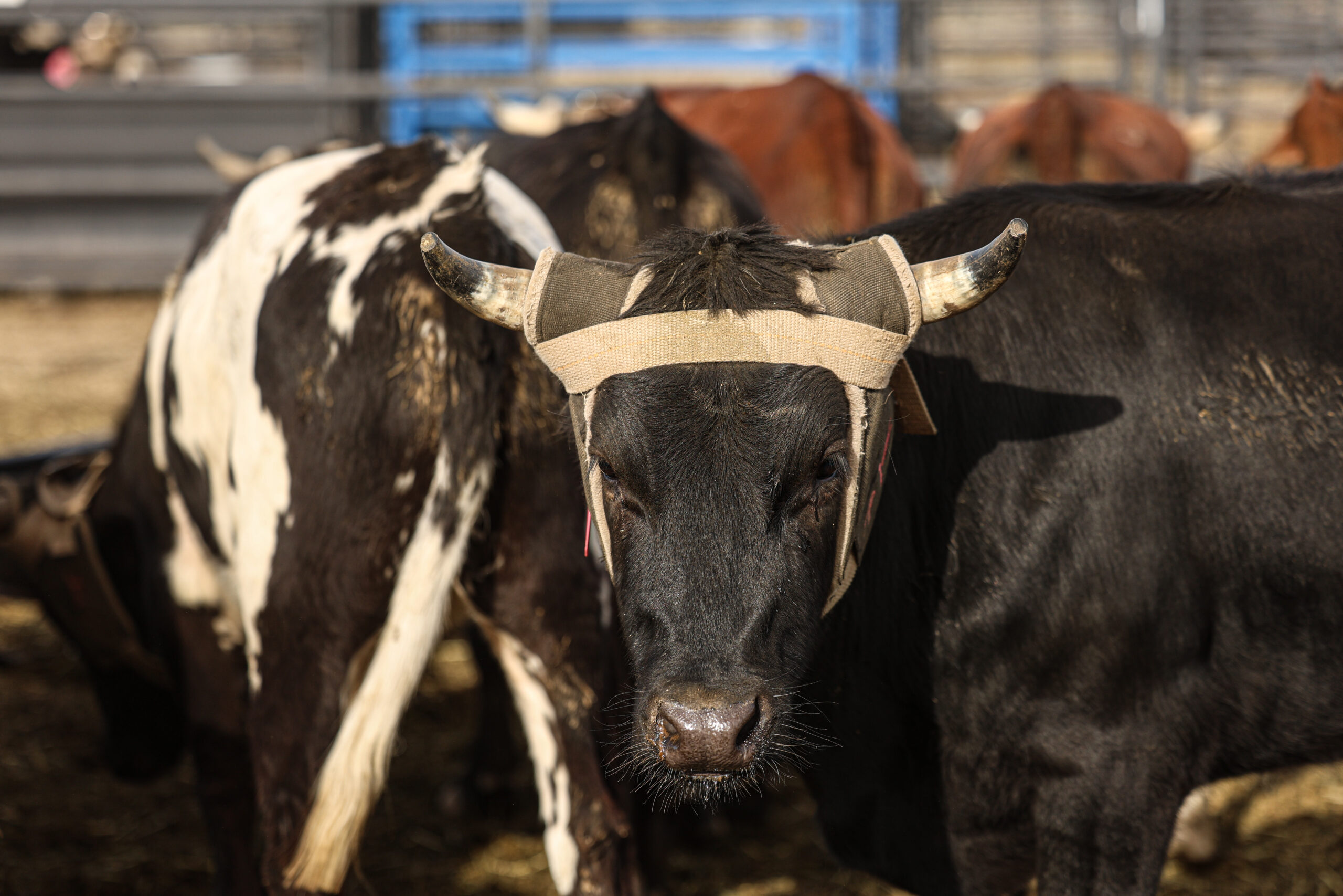 Round 4 Starts Second Run on 2024 NFR Team Roping Steers