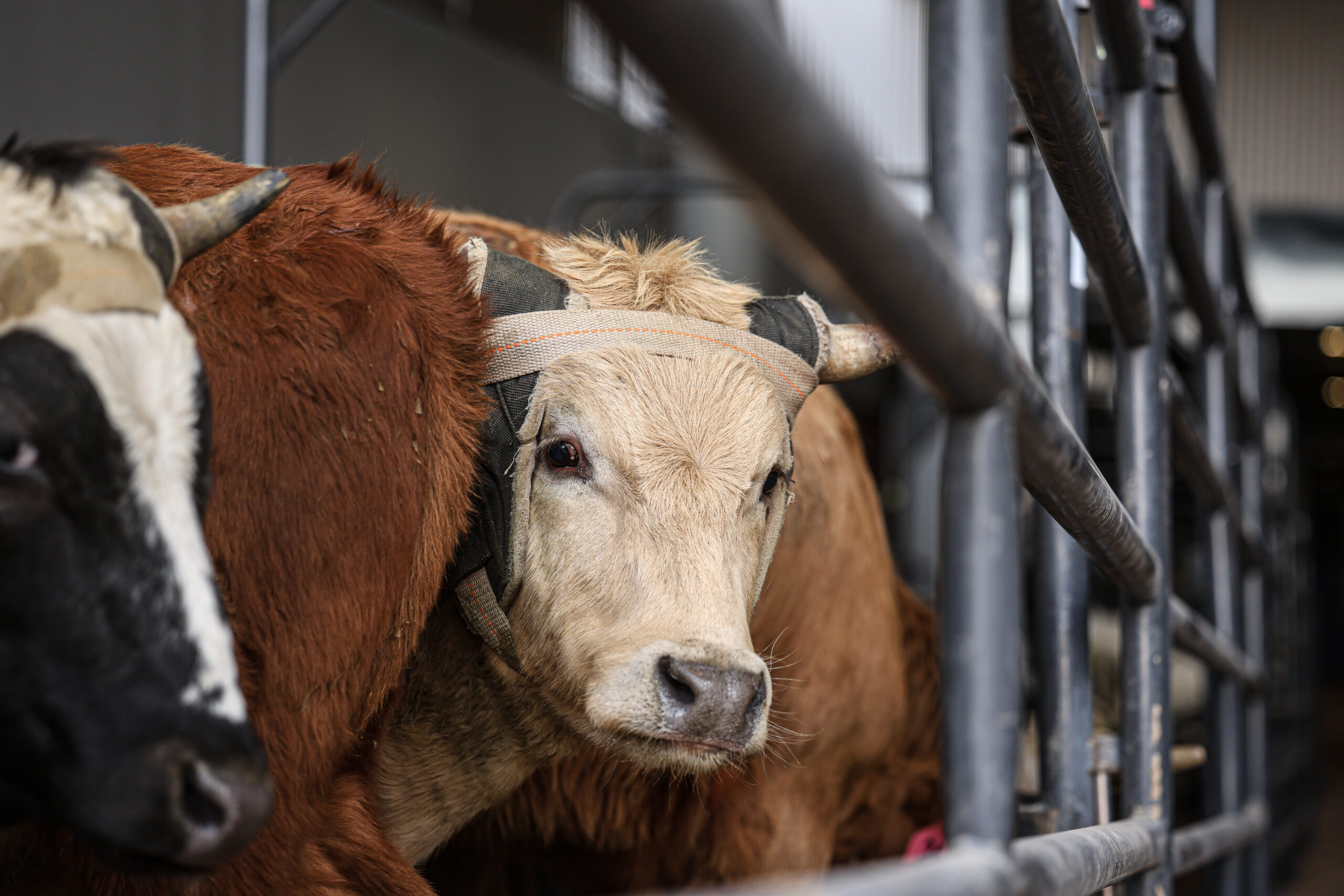 Middle of the Pack 2024 NFR Round 6 Steer Report
