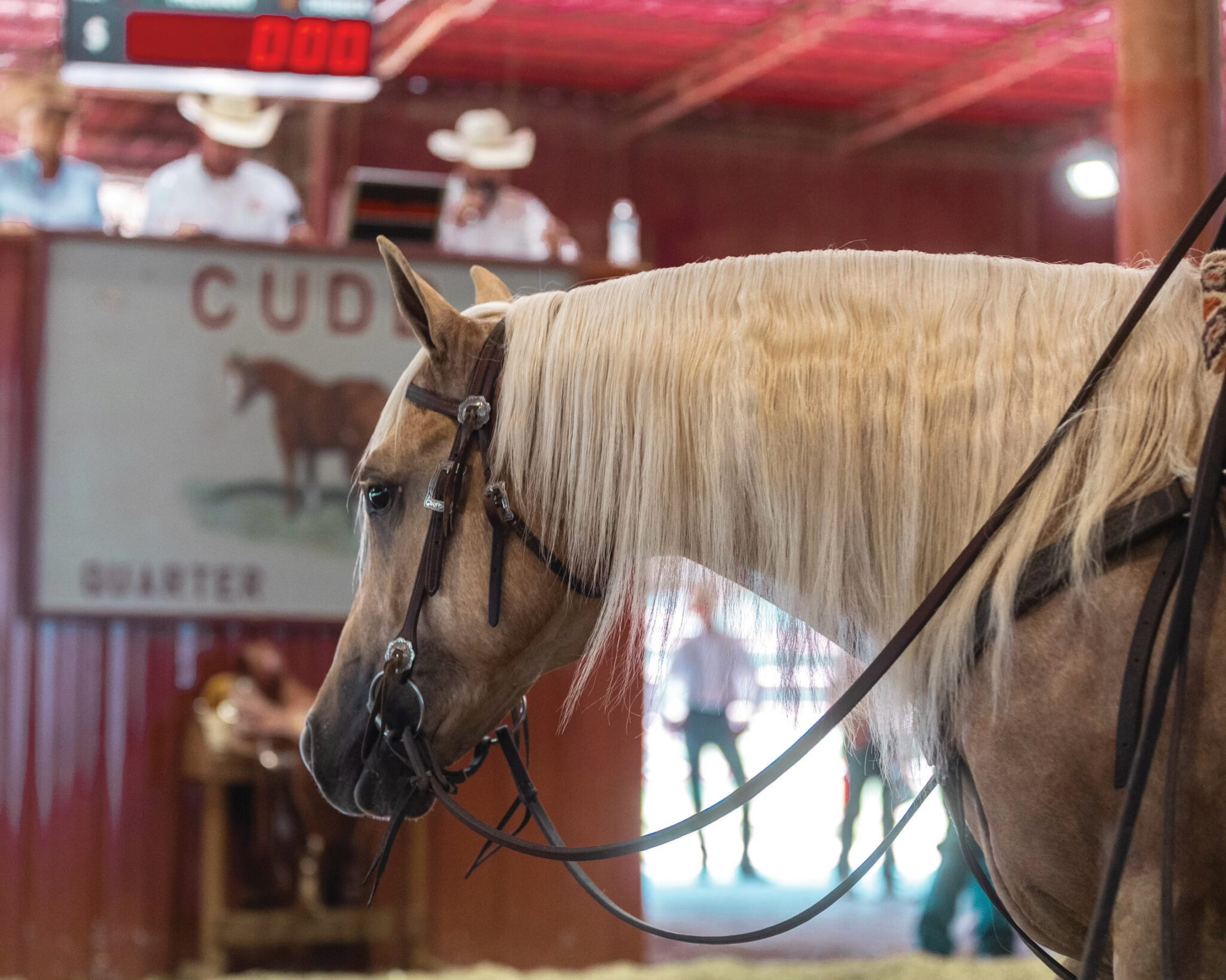 Rope Horse Breeder's Guide Cudd Quarter Horses