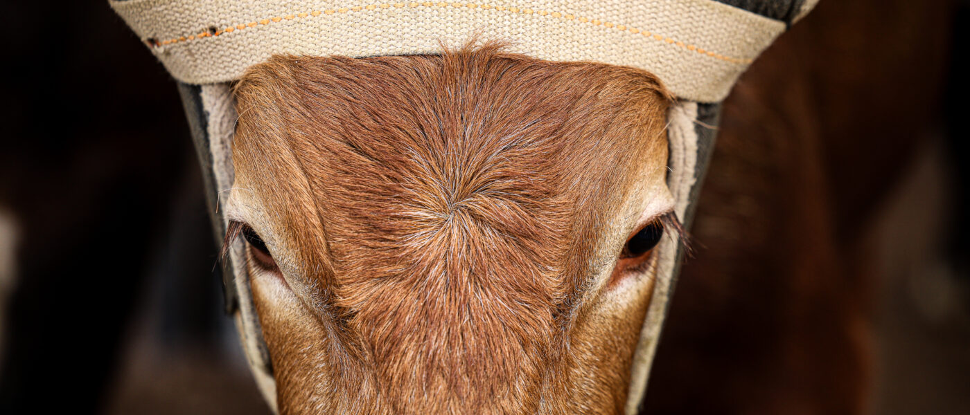 NFR Steers