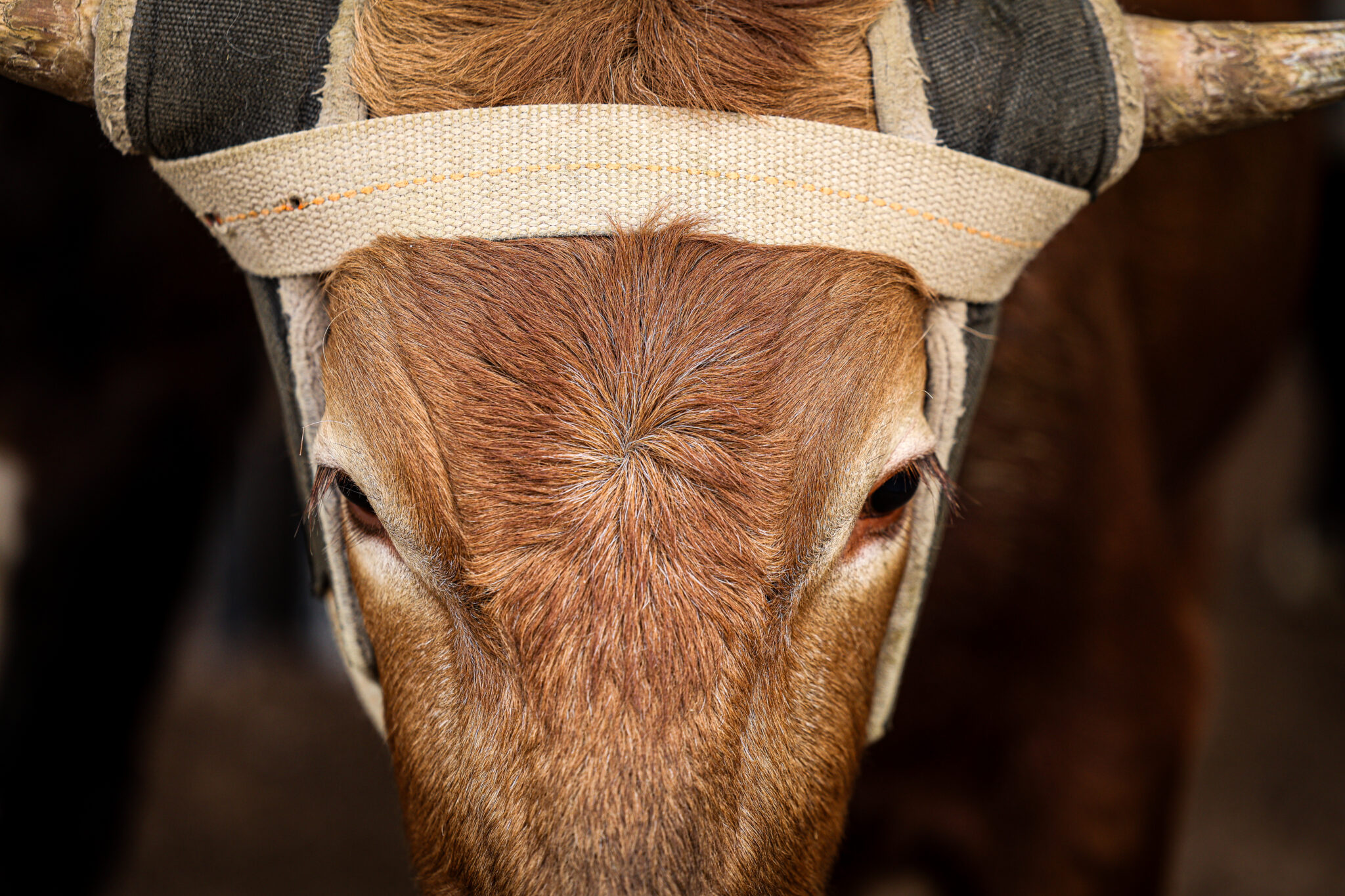 The NEW U.S.-Mexico Cattle Border Closure - The Team Roping Journal