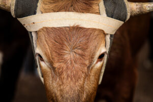 NFR Steers