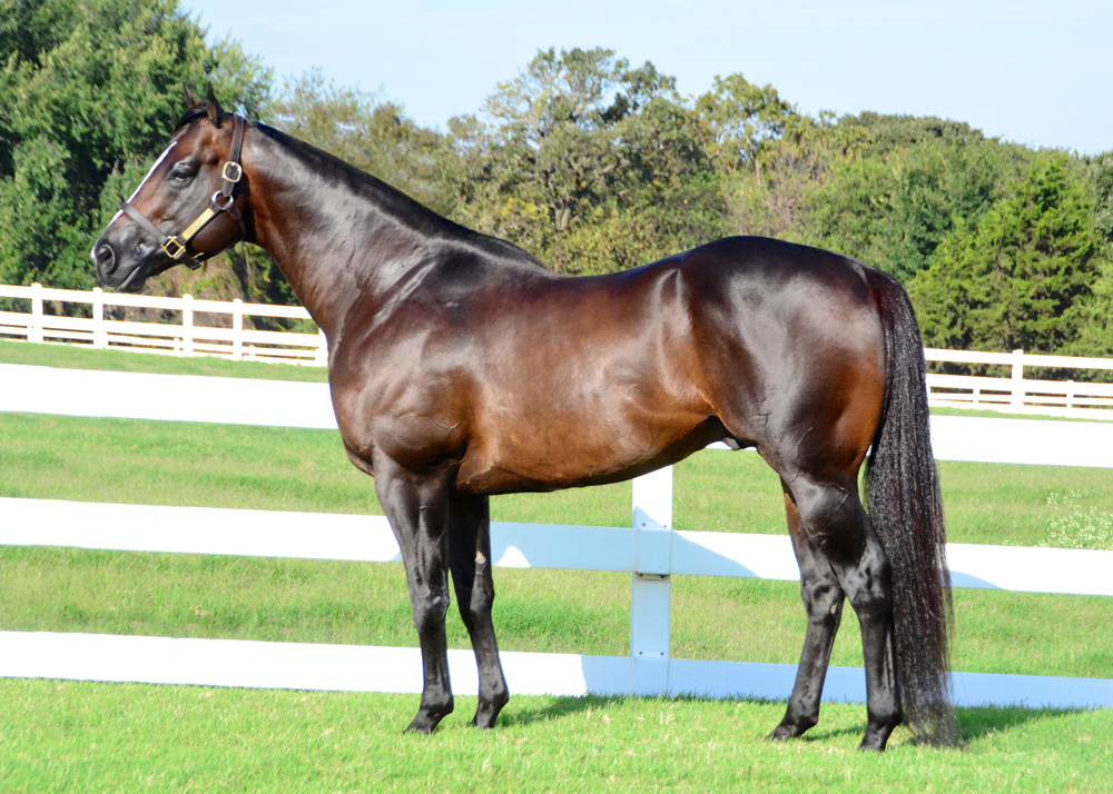 bay stallion Big Lew standing in profile