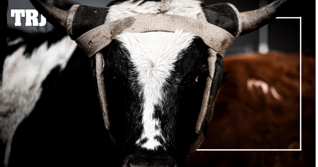 Three Picks 2024 NFR Team Roping Round 8 Steer Report