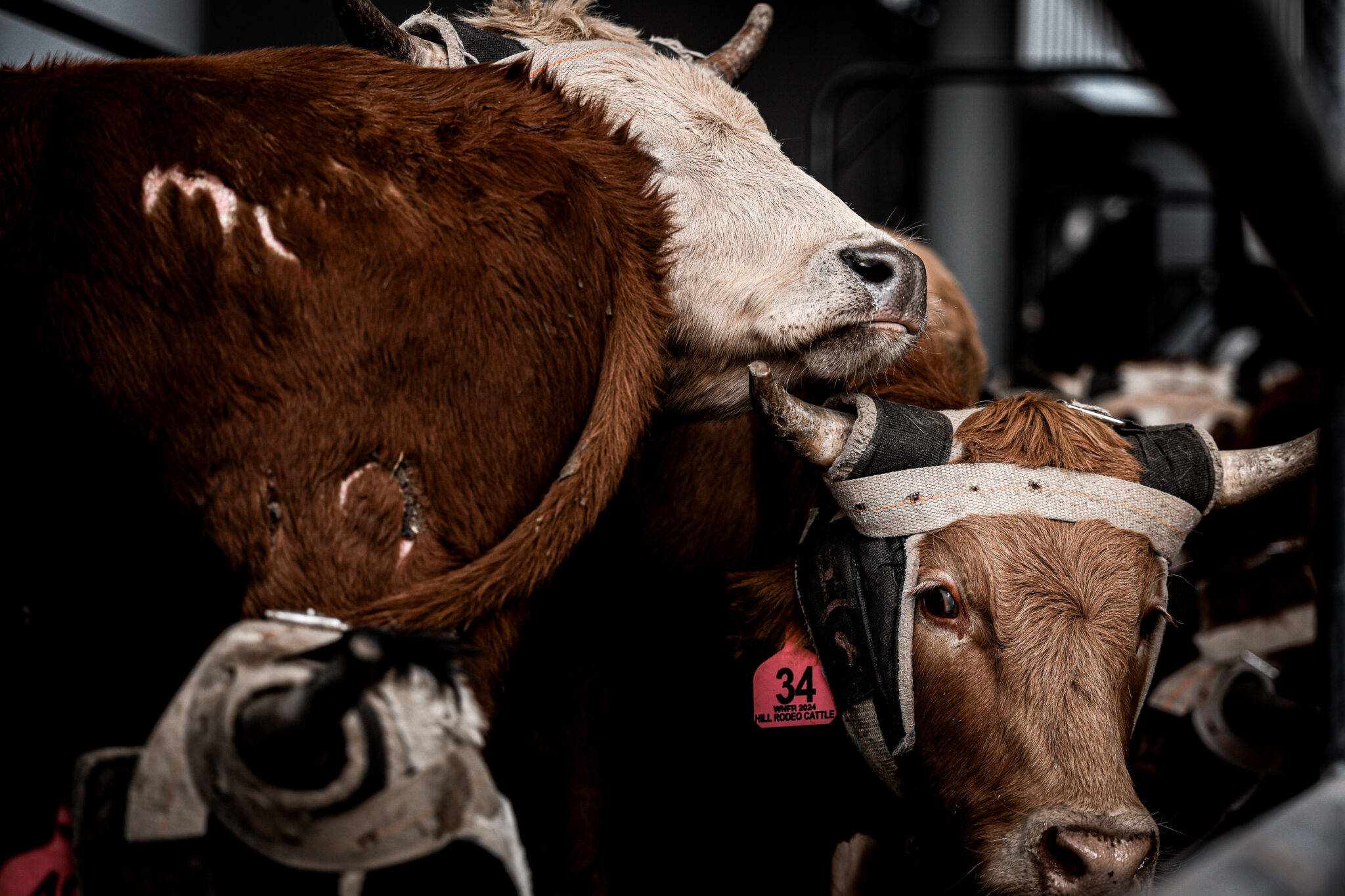 Make or Break 2024 NFR Round 10 Team Roping Steer Report